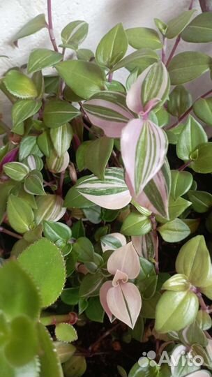 Комнатные цветы