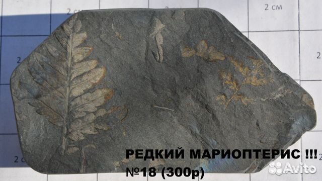 Папоротники Alethopteris, Mariopteris, Neuropteris