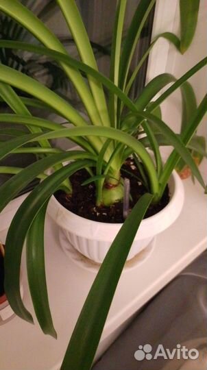 Комнатные растения