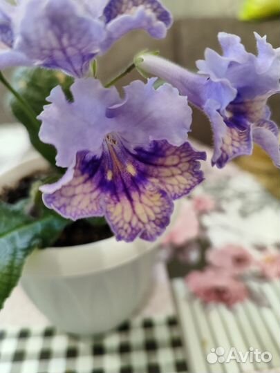 Цветущий стрептокарпус