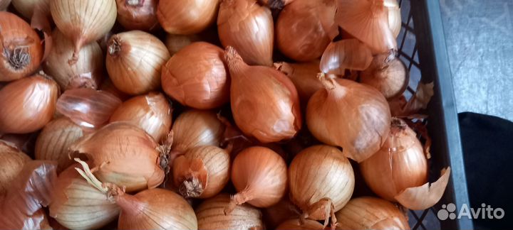 Лук на посадку