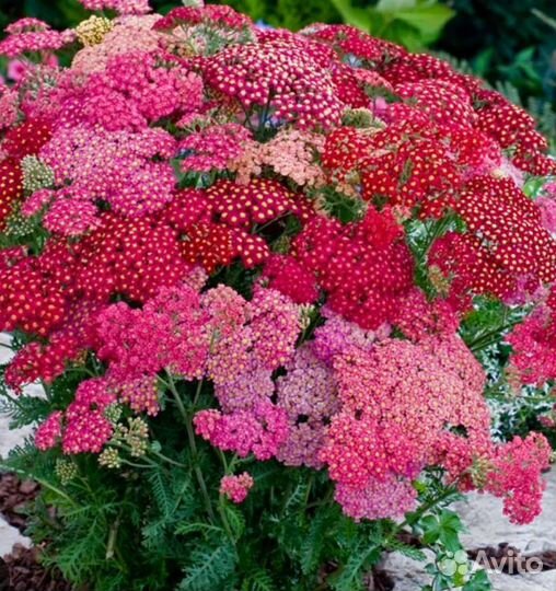 Тысячелистник гибридный