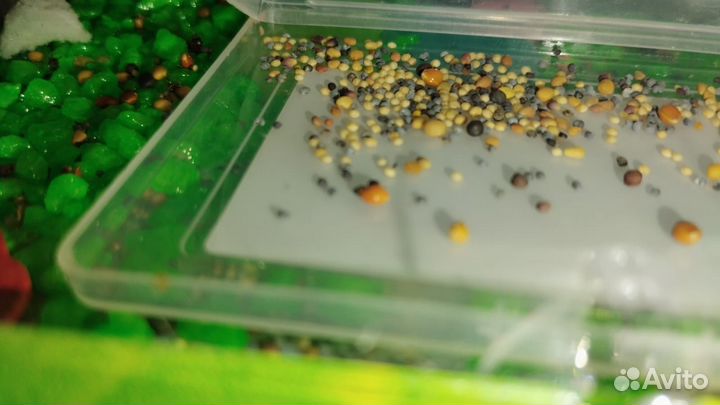 Муравьеная ферма с муравьями и всем оборудованием