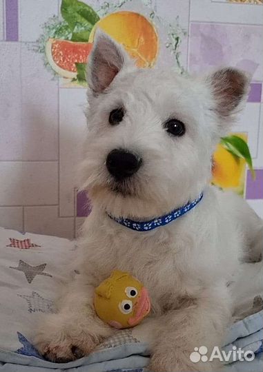 Доставка животных кошек, котят, щенк