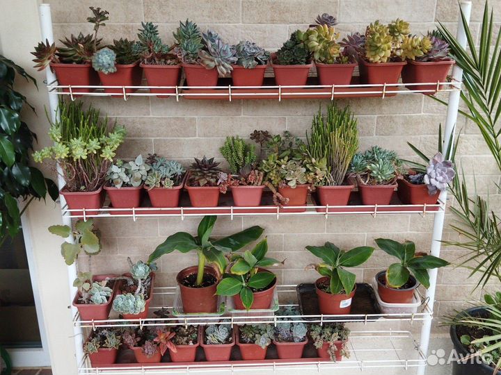 Суккуленты