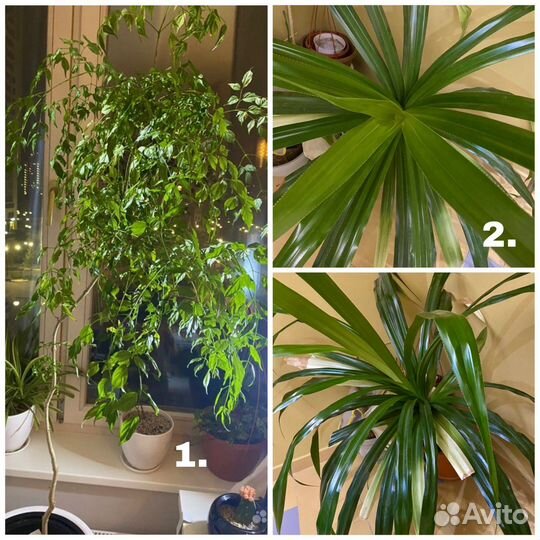 Комнатные растения цветы