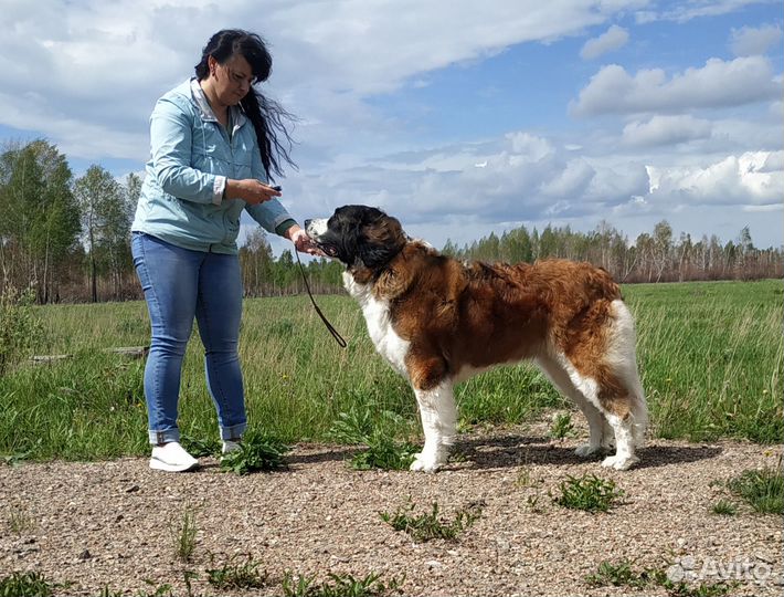 Щенки московской сторожевой