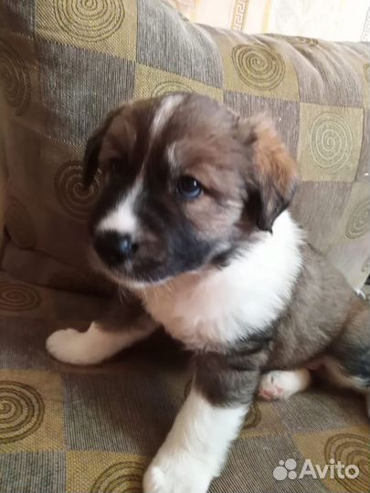 Отдам бесплатно