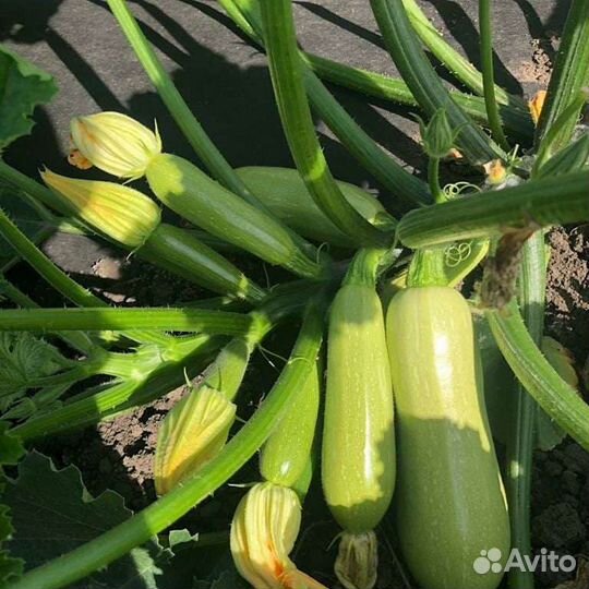 Семена кабачка Даша F1 1000с