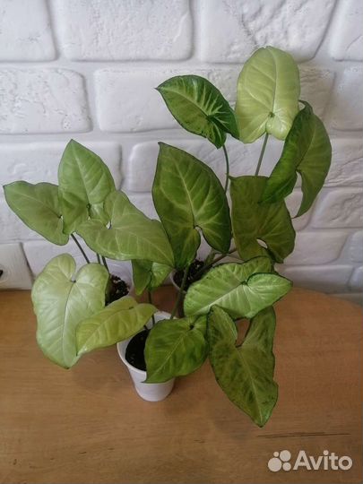 Сингониумы разные