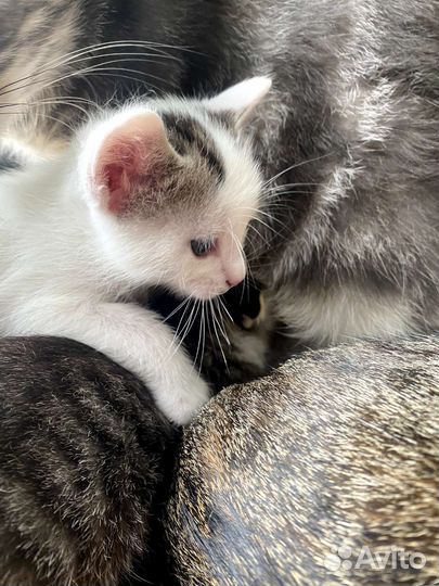 Кошки в добрые руки