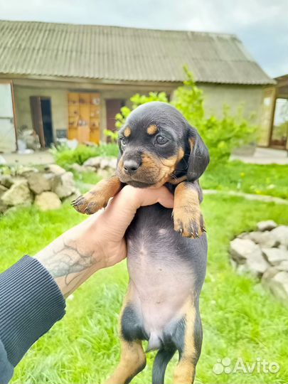 Щенки таксы
