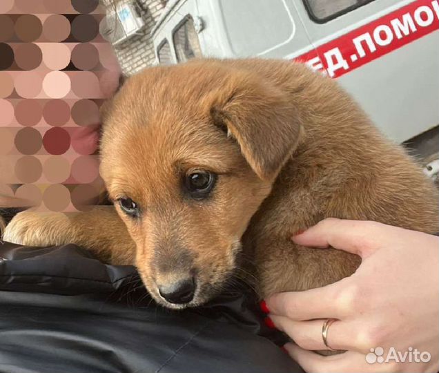 Рыжий щенок