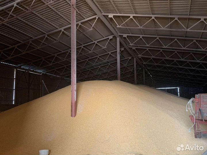 Семенная пшеница 12 р