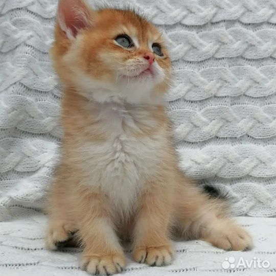 Настоящие шотландские котята