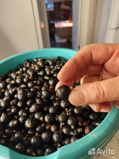 Черная смородина