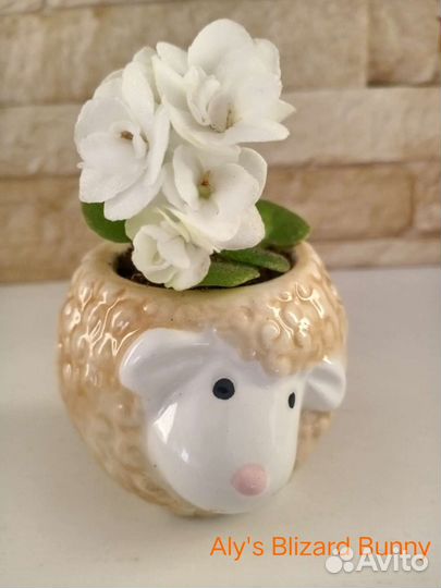 Мини фиалки