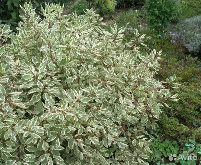 Дëрен в ассортименте