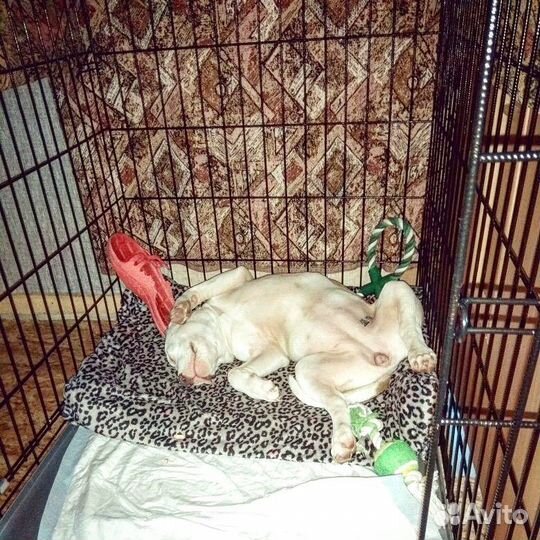 Клетка для крупных собак