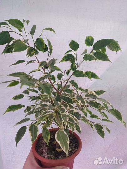 Фикус бенджамина