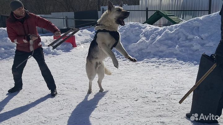 Щенки Восточноевропейской овчарки