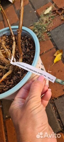 Гортензия Свит Анабель, Пинк Анабель 2