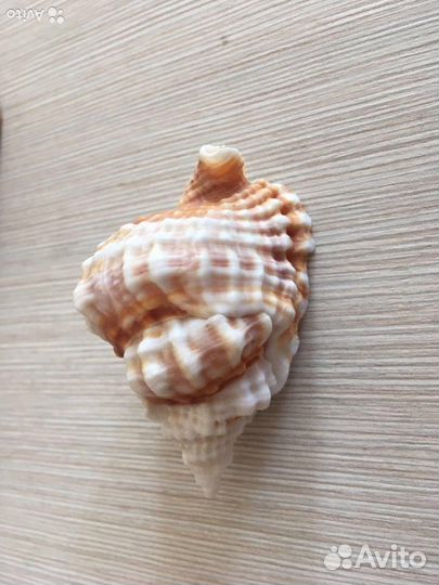 Ракушки для аквариума