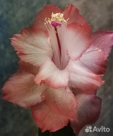 Редкие сорта декабристов (шлюмбергер)