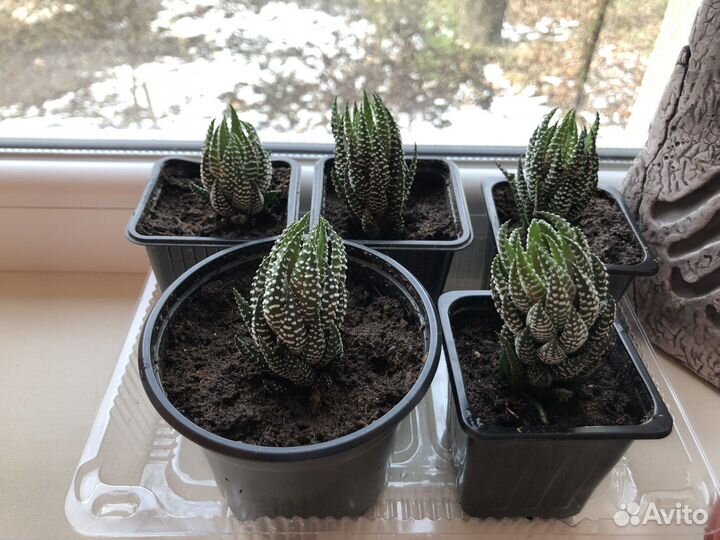 Хавортия рейнвардта