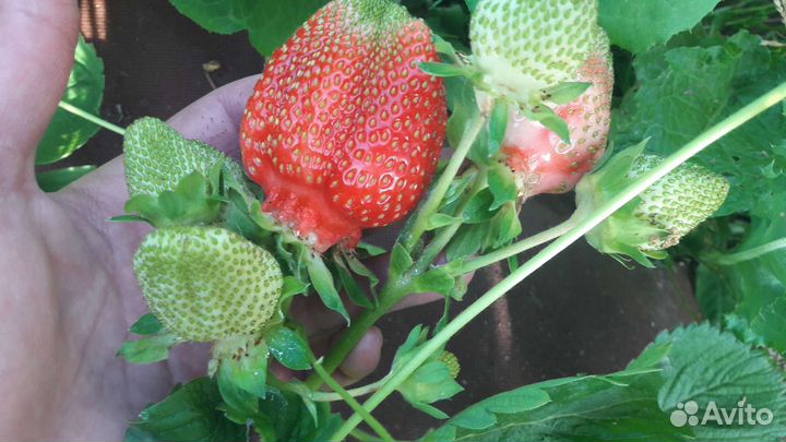 Саженцы клубники