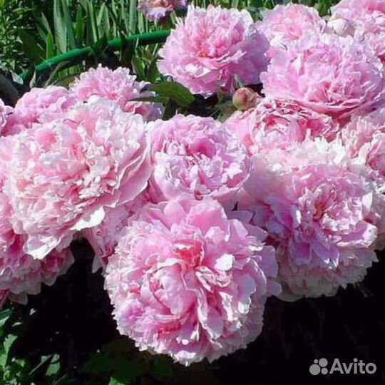 Саженцы пиона Сара Бернар