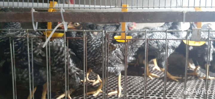 Куры плимутрок