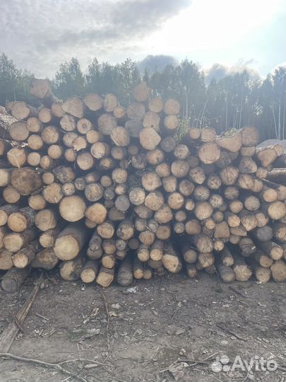 Продам пиловочник и тонкомер хвойный