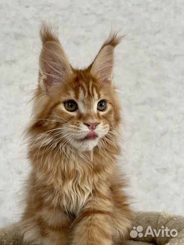Котята мейн-кун из питомника объявление продам