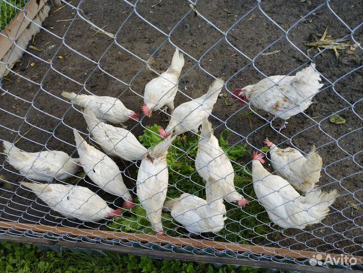 Куры несушки