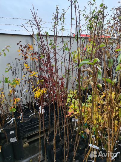 Слива Конфетная