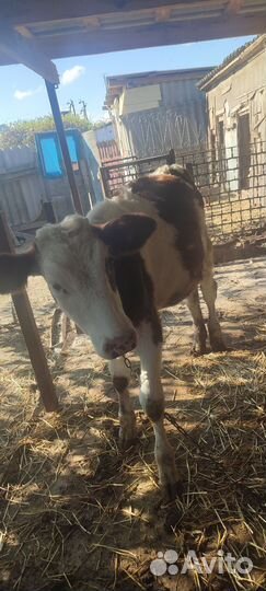 Корова тёлка