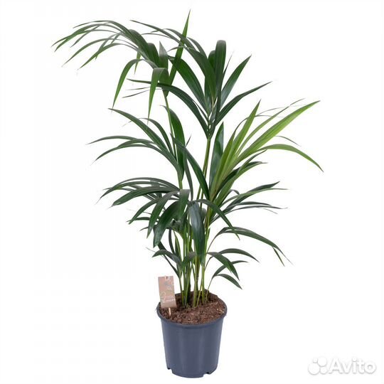 Растения для дома