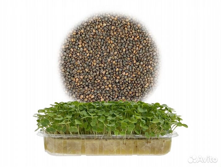 Семена Микрозелень от 50 грамм арт.0039