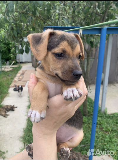 Отдам бесплатно щенки