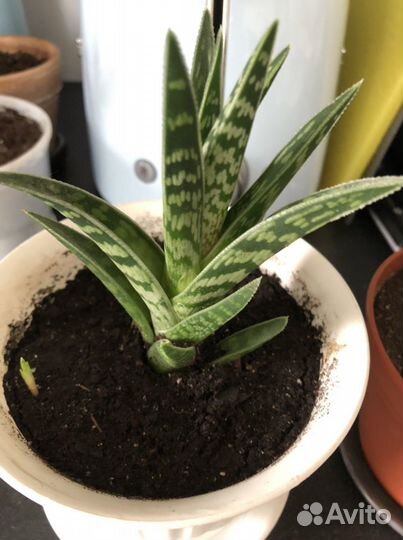 Суккуленты Алоэ тигровое (Aloe Variegata)