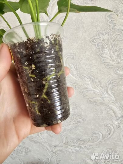 Антуриум Legansa (Леганза)