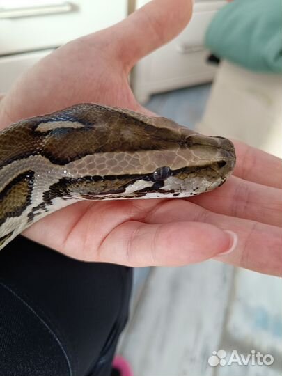 Восточный танец со змеёй, змея в аренду