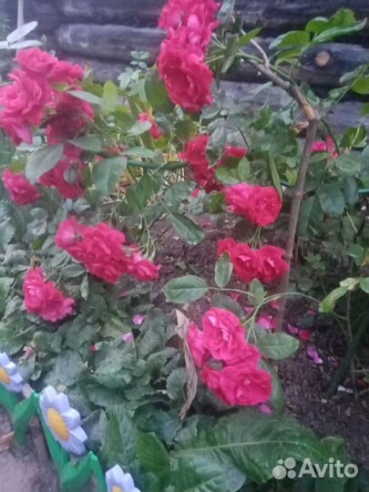 Саженцы роз кустовых