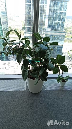 Консультации и подбор растений на участок и в дом