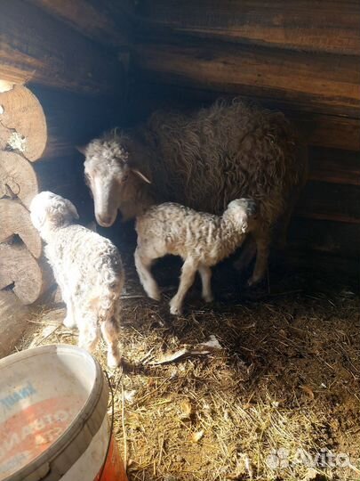 Овцы бараны ягнята