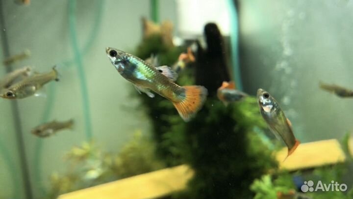 Гуппи