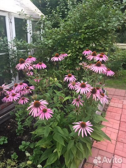 Садовые многолетники, гвоздики