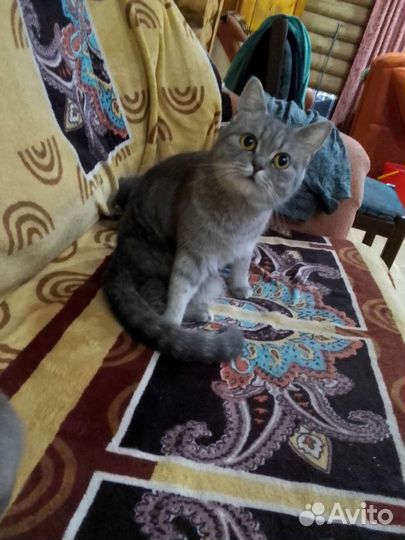 Британская кошка(это мама)