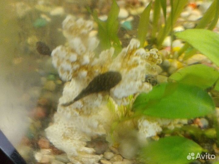 Сомики анциструсы